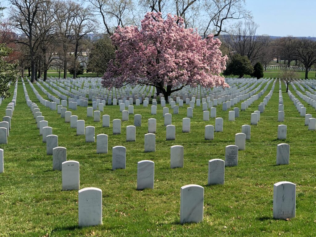 Springtime at Arlington National Cemetery with blooming cherry blossoms and rows of gravestones.